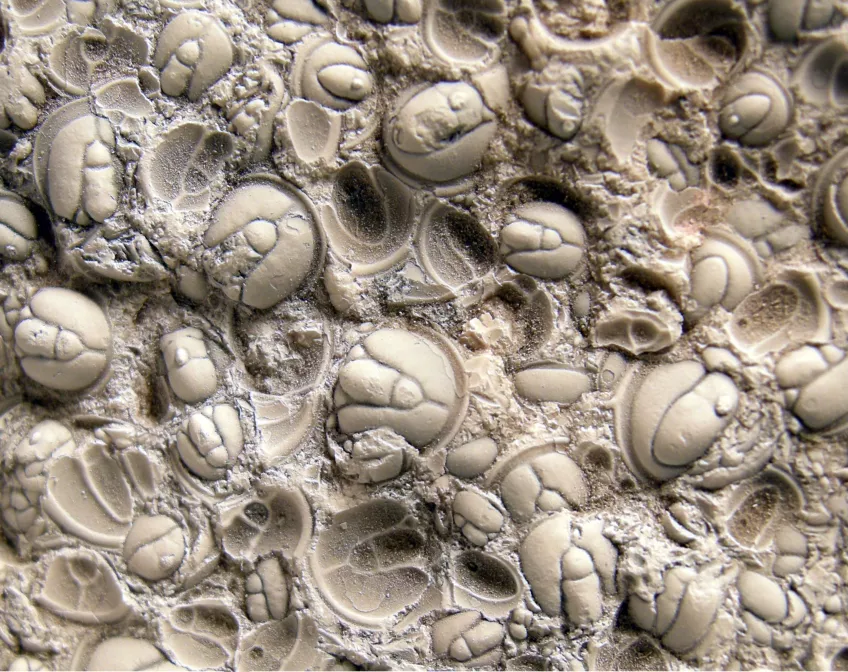 Trilobites. Photo: Ashley Gumsley