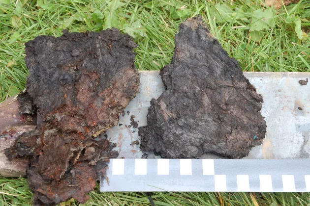 Eemian peat from southern Sweden, rich in macroscopic vegetation remains