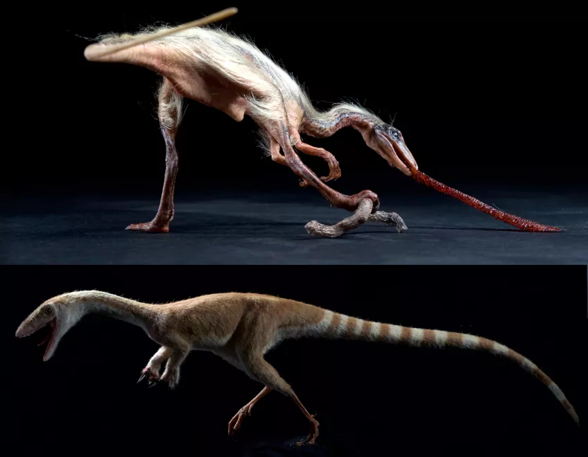 Up-to-date reconstructions of feathered nonavian theropod dinosaurs.