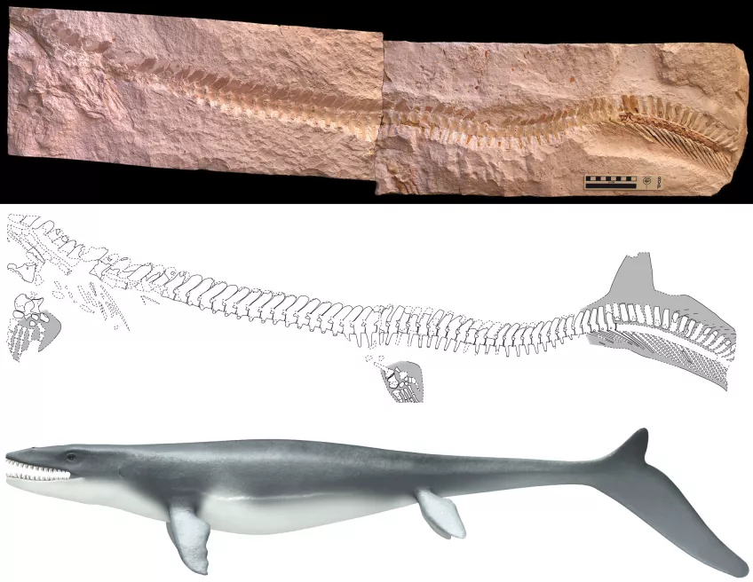 Albeit being lizards, mosasaurs gradually attained a shark-like appearance – an amazing example of convergent evolution