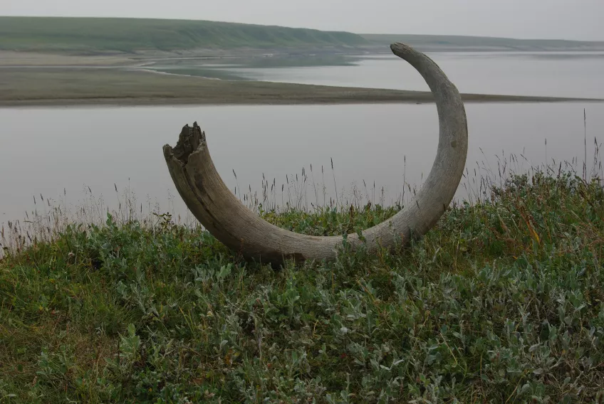 Mammoth tusk. Photo: Martin Bernhardson