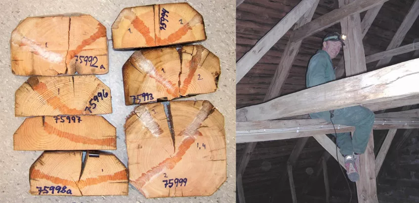 Example of a set of samples with individual lables, submitted for dendrochronological analysis (left).  Sampling of roof beams in Särslöv Church, Skåne, southern Sweden (right).